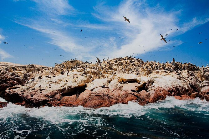 Ballestas Islands & National Reserve of Paracas From Ica - Customer Feedback and Ratings