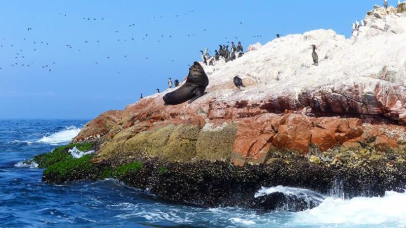 Ballestas Islands & Paracas National Reserve From Paracas - Key Points