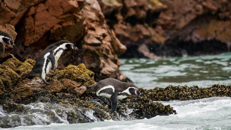 Ballestas Islands & Paracas National Reserve From Paracas - Diverse Wildlife Sightings