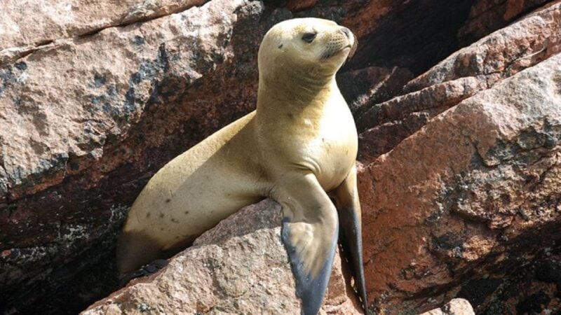 Ballestas Islands & Paracas National Reserve From Paracas - Off-road Adventure to Lagunillas Beach