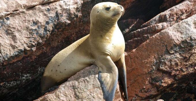 Ballestas Islands & Paracas National Reserve From Paracas - Frequently Asked Questions