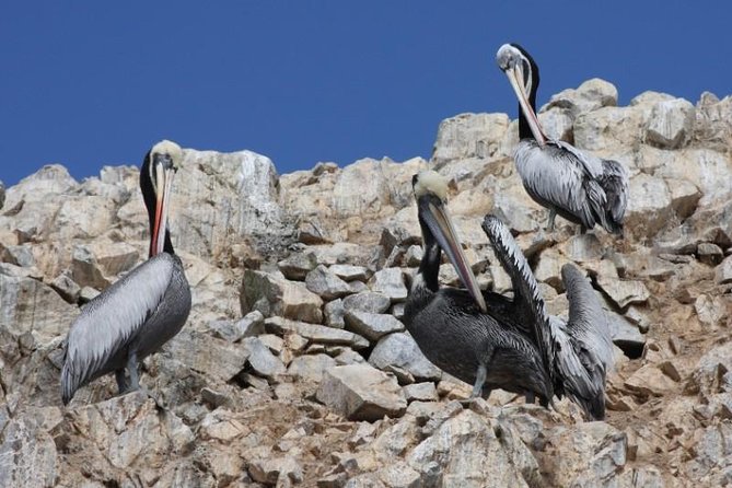 Ballestas Islands Sightseeing Boat Ride From Paracas - Recommended Attire and Preparation