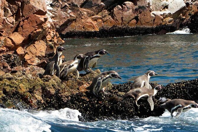 Ballestas Islands Tour Boat With Roof - Accessibility and Restrictions