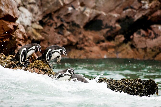 Ballestas Islands Tour Boat With Roof - Tour Highlights
