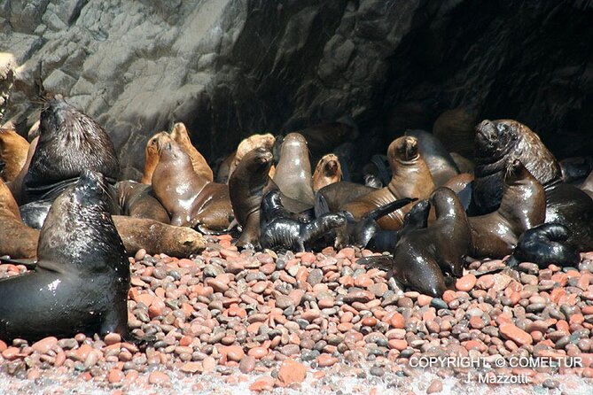 Ballestas Islands Tour From Puerto San Martin Cruise - Booking Information