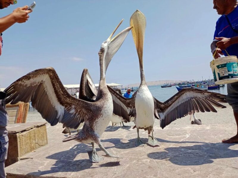 Ballestas Islands Tour - Itinerary