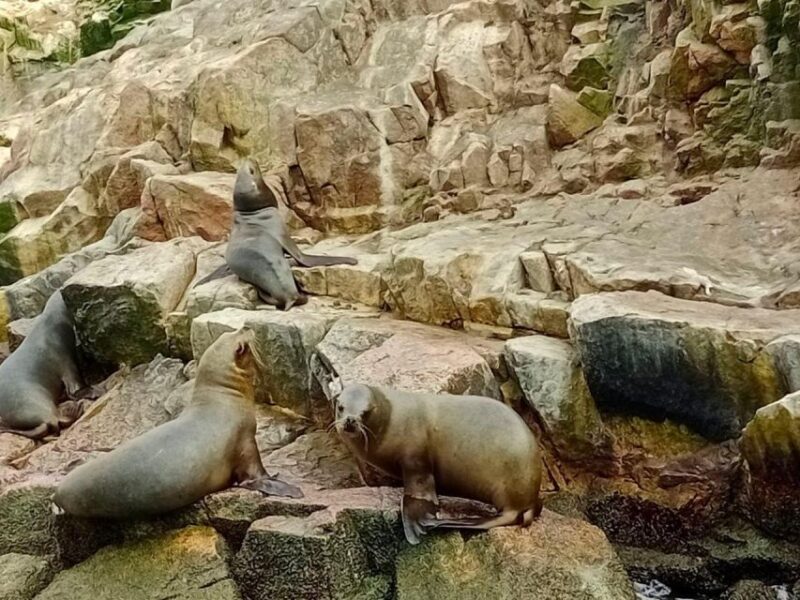 Ballestas Islands Tour - Booking Information