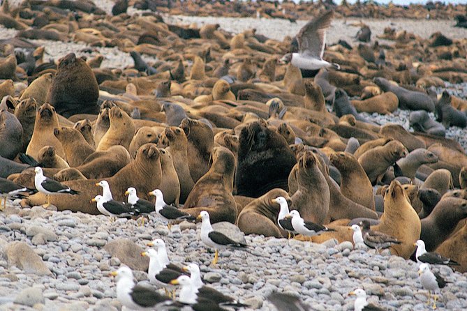 Ballestas Islands, Winery & Nazca Lines Private Tour From Lima - Included Amenities and Activities