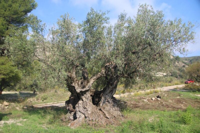 Balones: Guided Tour & Food Pairing With Local Oils & Wines - Olive Varieties and Native Oils Tasting