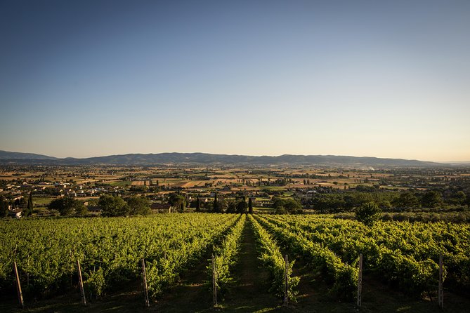 Balsamic Vinegar, Olive Oil and Organic Winery Tour in Assisi With Tasting - Behind-the-Scenes Winemaking and Vinegar-Making