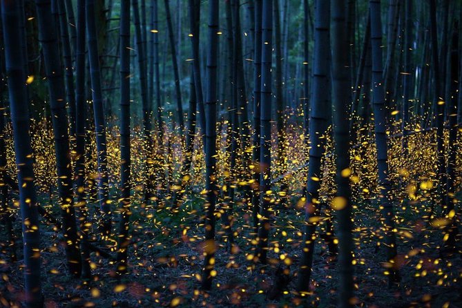 Bamboo Bicycle Tour in Twilight: Watch Dancing Fireflies in Bangkok - Duration and Group Size