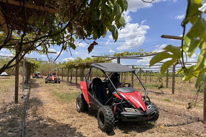 Bamboo Dune Buggy Tour - Experience Description