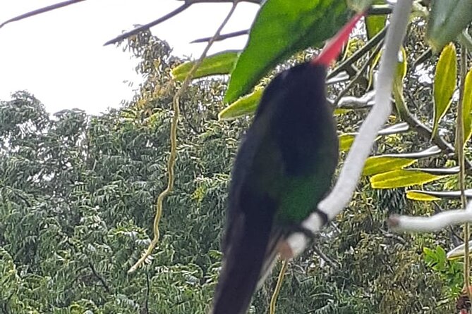 Bamboo Rafting/Foot Massage And Bird Sanctuary Private Tour - Foot Massage Indulgence