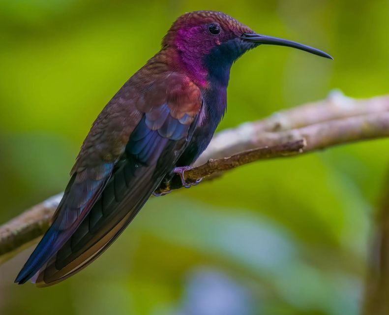 Bamboo Rafting, Limestone Foot Massage and Bird Sanctuary - Rockland Bird Sanctuary