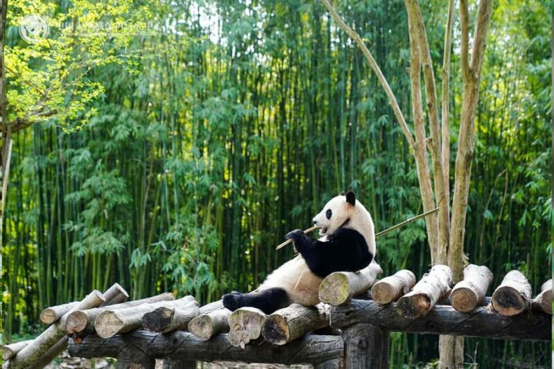 Bamboo Sea Direct Access Tour: High-Speed Rail from Shanghai - Strolling Through Longevity Peach Mountain