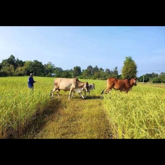 Bamboo Train Rice Field Killing Cave Bat Cave &Sun Set - Included Experiences