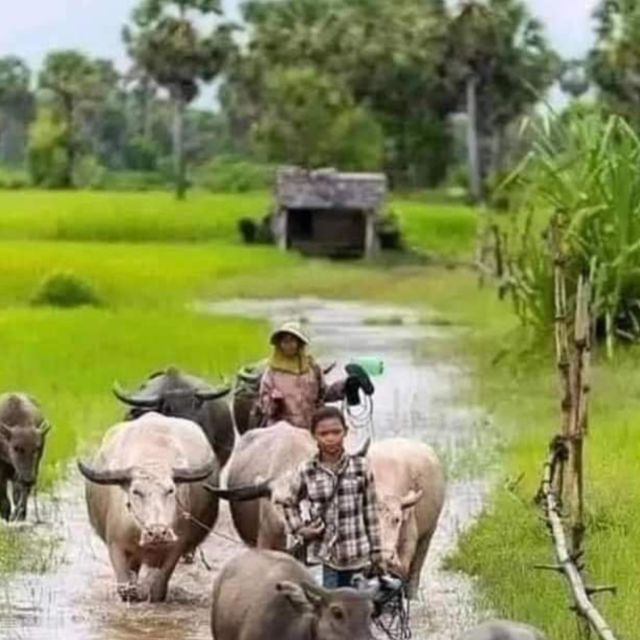 Bamboo Train Rice Field Killing Cave Bat Cave &Sun Set - Exclusions and Restrictions