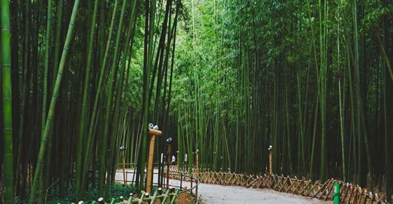 Bamboo Village & Cycling Tour in Wayanad - Key Points