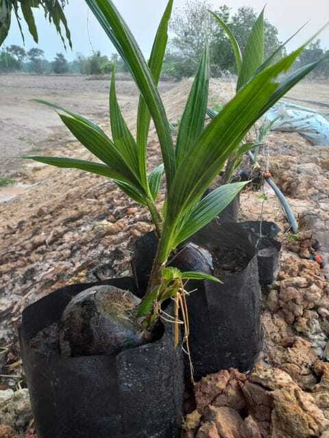 Ban Chik: Organic Farm Tour With Tasting - Frequently Asked Questions
