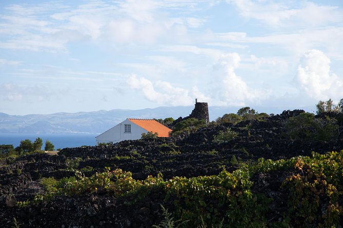 Banana Trip - Full Day Private Tour to Pico With Round Trip From Faial - Pickup and Start Time