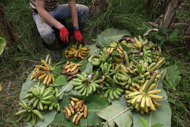 Banana Trip - Full Day Private Tour to Pico With Round Trip From Faial - Traveler Reviews