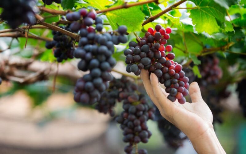 Banana, Wines & Rum Taste - Premium Tour in Gran Canaria - Pickup Service