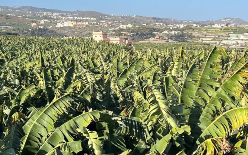 Banana, Wines & Rum Taste - Premium Tour in Gran Canaria - Tour Inclusions