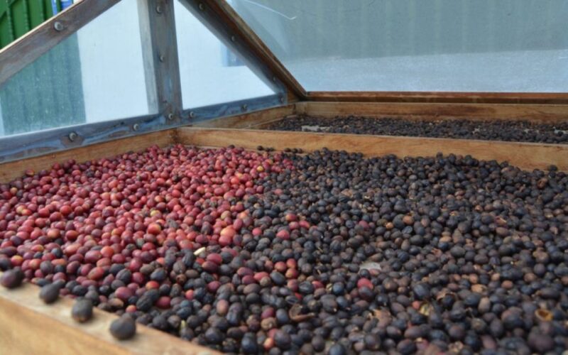 Banana, Wines & Rum Taste - Premium Tour in Gran Canaria - Banana History and Significance