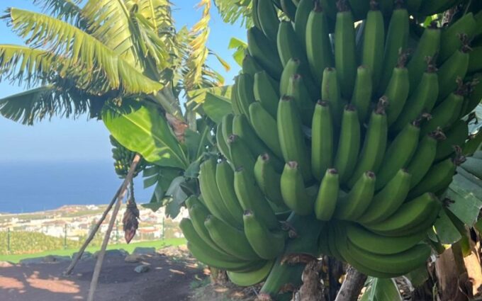 Banana, Wines & Rum Taste - Premium Tour in Gran Canaria - Canarian Mojo Sauce Workshop