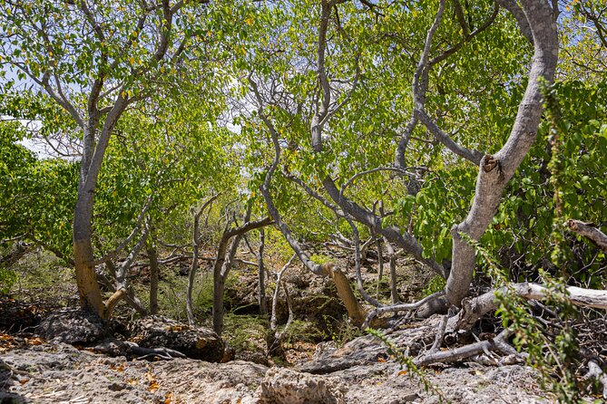 Bandabou Sights Curacao; UTV/Buggy All Inclusive Semi Private Tour - Traveler Reviews and Experiences