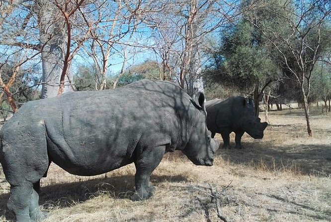 Bandia Animals Reserve Combined With the Pink Lake - Included Services