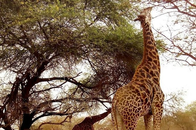 Bandia Animals Reserve Combined With the Pink Lake - Accessibility and Recommendations
