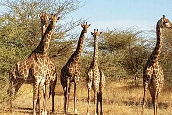 Bandia Animals Reserve Combined With the Pink Lake - Bandia Animals Reserve