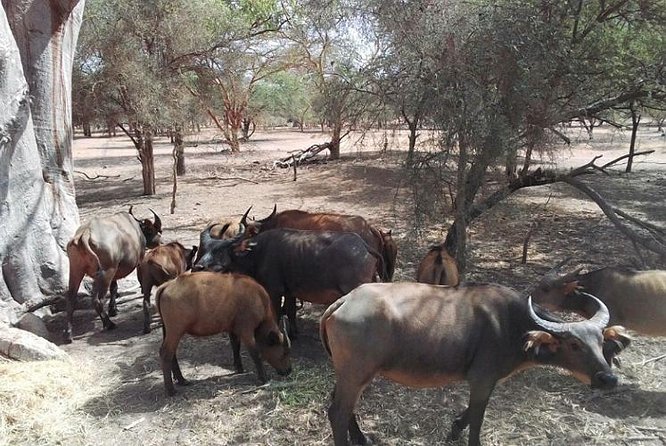 Bandia Animals Reserve Combined With the Pink Lake - Booking Details