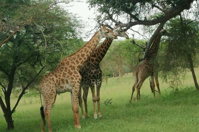 Bandia Park Safari (Minimum 2 Participants) - Customer Reviews