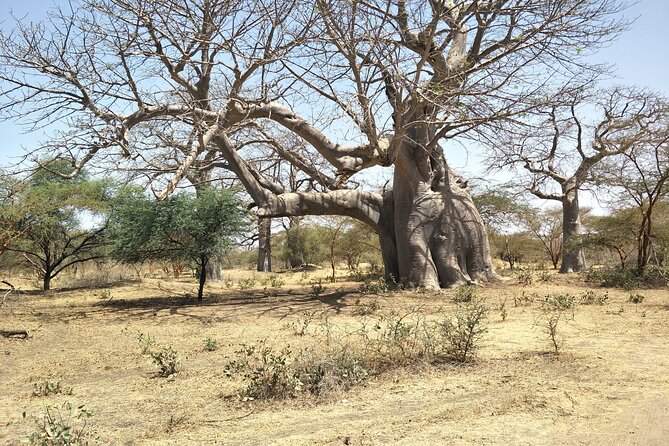 Bandia Park Safari (Minimum 2 Participants) - Recap