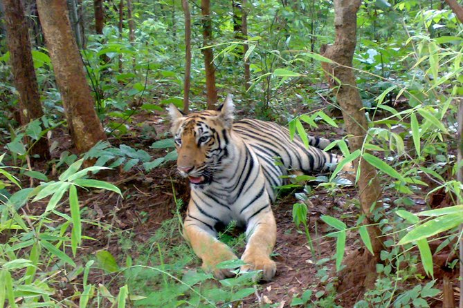 Bandipur Sanctuary Tigers & Elephants - Wildlife Safari Experience