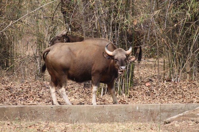 Bandipur Sanctuary Tigers & Elephants - Pricing and Cancellation Policy