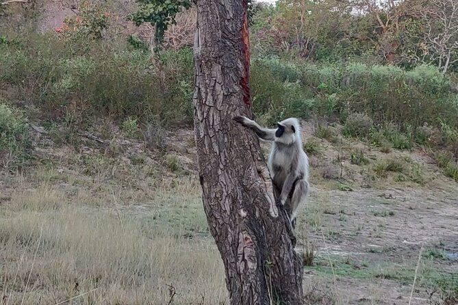 Bandipur Wildlife and Mysore Experience in 2 Days From Bangalore - Day 2 Highlights