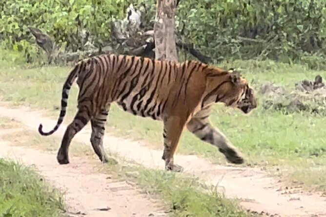 Bandipur Wildlife and Mysore Experience in 2 Days From Bangalore - Booking Information