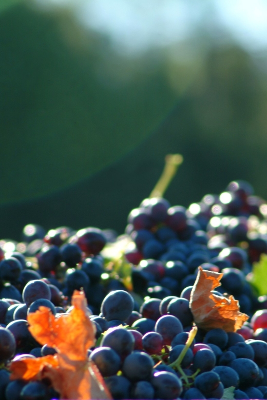 Bandol and Cassis: Full Day Wine Tour From Marseille - Visiting the Wineries
