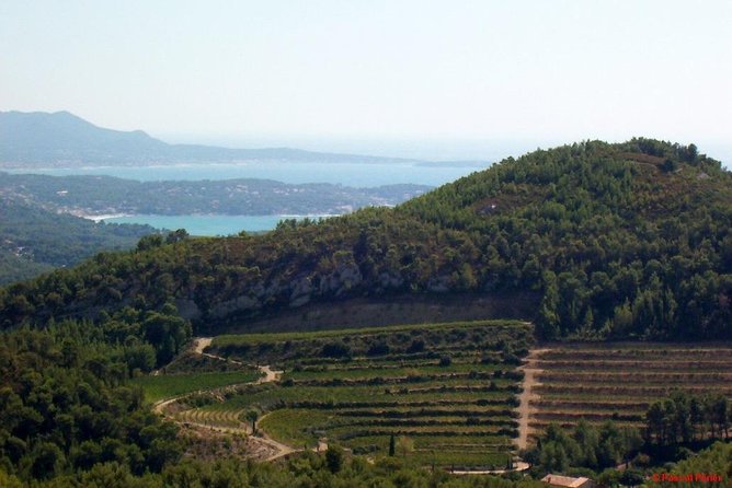 Bandol Wine Tour - 4 Hour Private Tour - Visiting a Boutique Winery