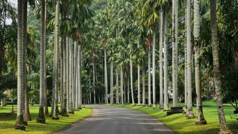 BANDUNG TO JAKARTA: Tea Plantation and Botanical Garden Tour - Practical Details and What to Expect