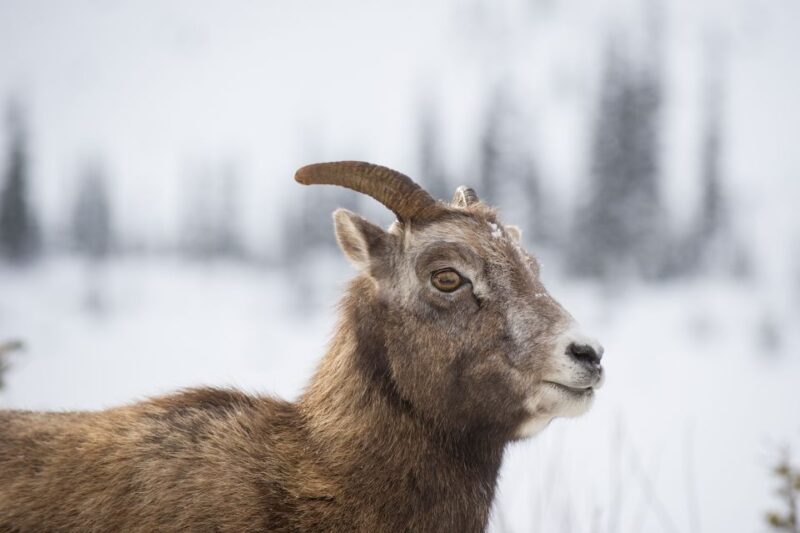 Banff: Best of Banff Nature Walk - 2hrs - Tour Pricing and Cancellation Policy
