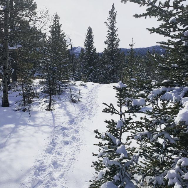 Banff: Best of Banff Nature Walk - 2hrs - Highlights and Experiences