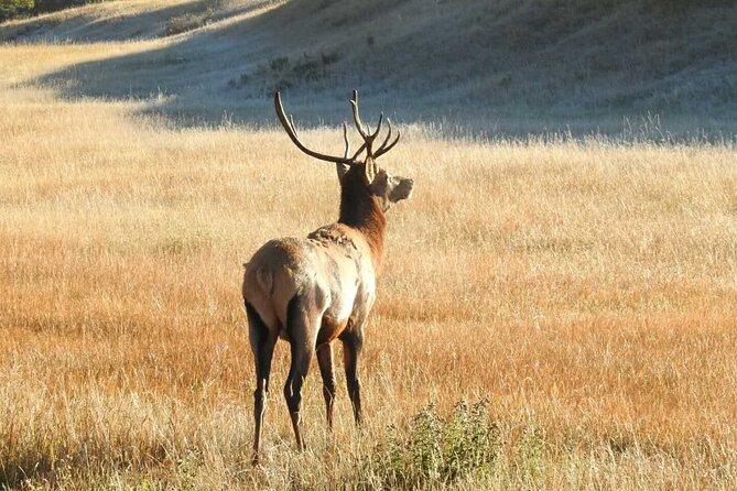 Banff Deep 1 Day Tour in Banff National Park - Transportation and Services