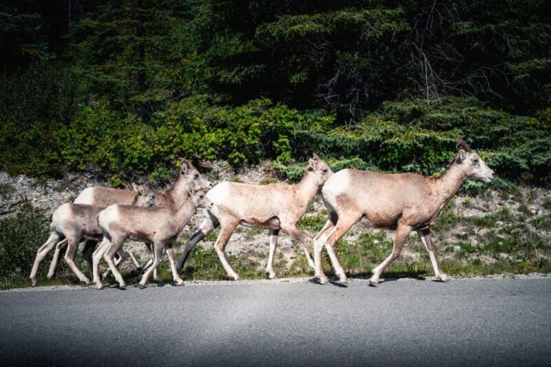 Banff: Evening Wildlife Safari Guided Tour - Key Points