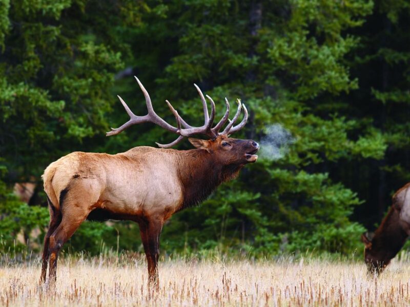 Banff: Evening Wildlife Safari Guided Tour - Experience Highlights