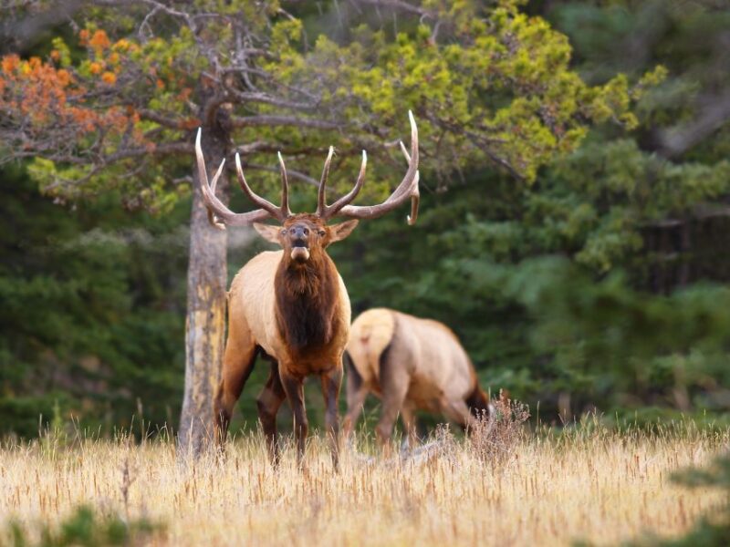 Banff: Evening Wildlife Safari Guided Tour - Tour Inclusions