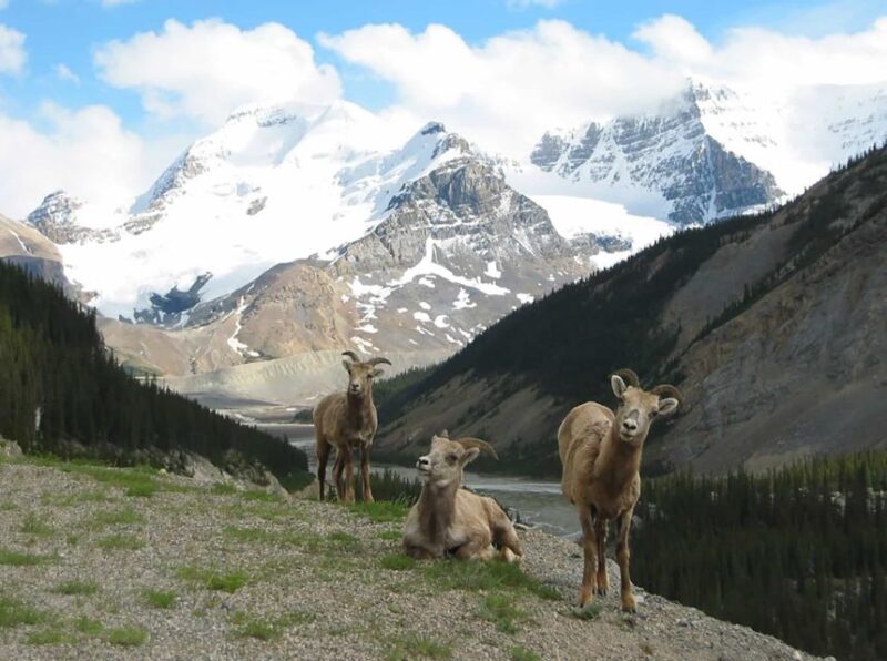 Banff: Evening Wildlife Safari Guided Tour - Cancellation Policy